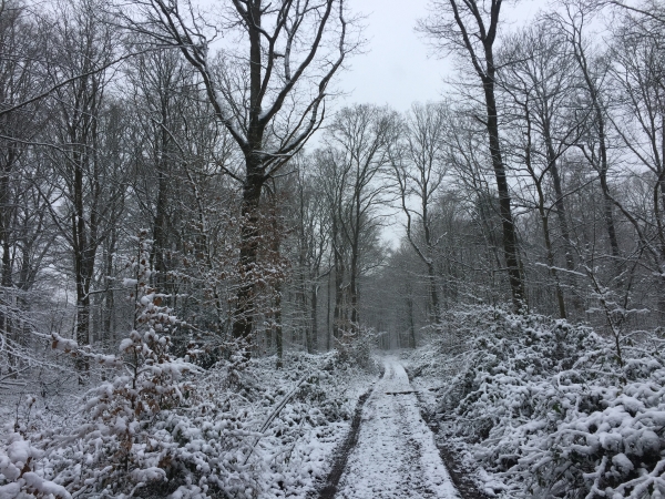Forêt domaniale de La Londe - Rouvray, allée du Château Robert.